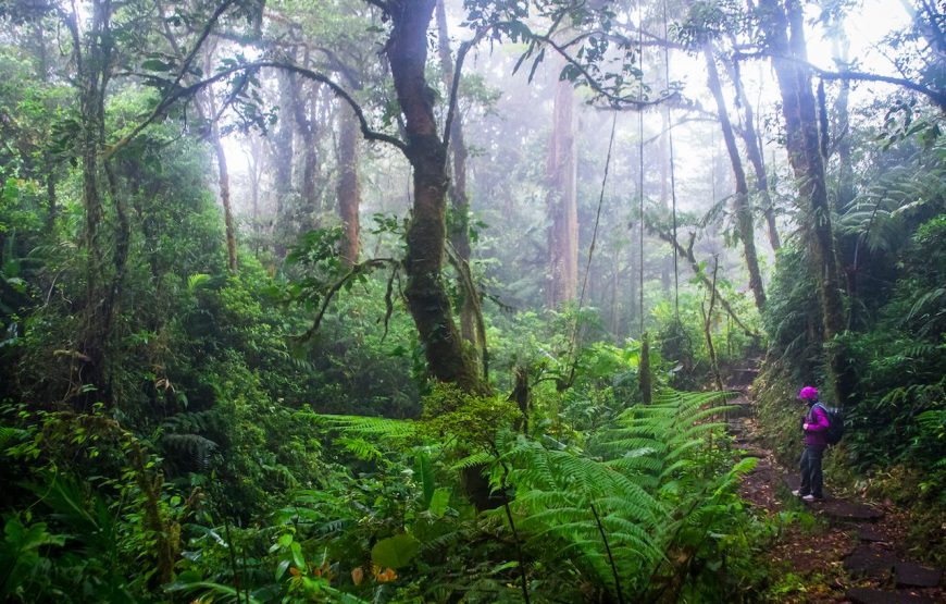 Monteverde CloudForest + Canopy Tour